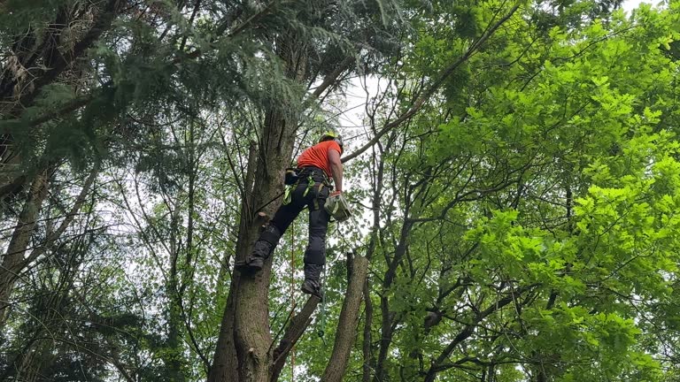 How Our Tree Care Process Works  in Kodiak, AK